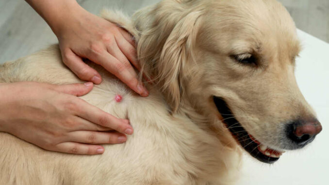 Red Raised Bump On Dog | Images and Photos finder