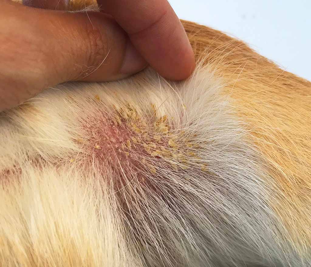 How Can I Treat My Dogs Skin Problems