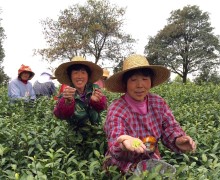 Anji Bai Cha Pickers