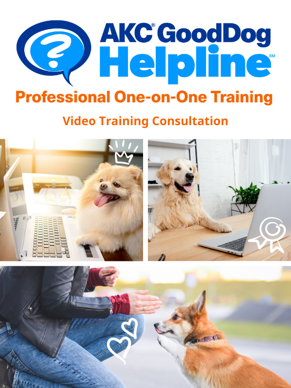 AKC GoodDog Helpline Video Training Consultation