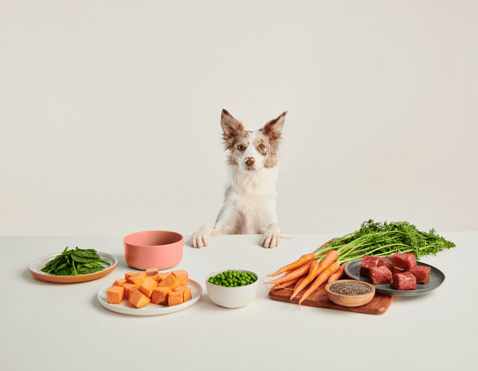 Ollie Custom Dog Food Subscription