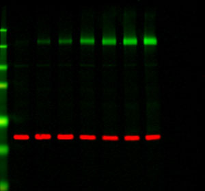 Western Blotting Kits for NIR Fluorescent Western Blots