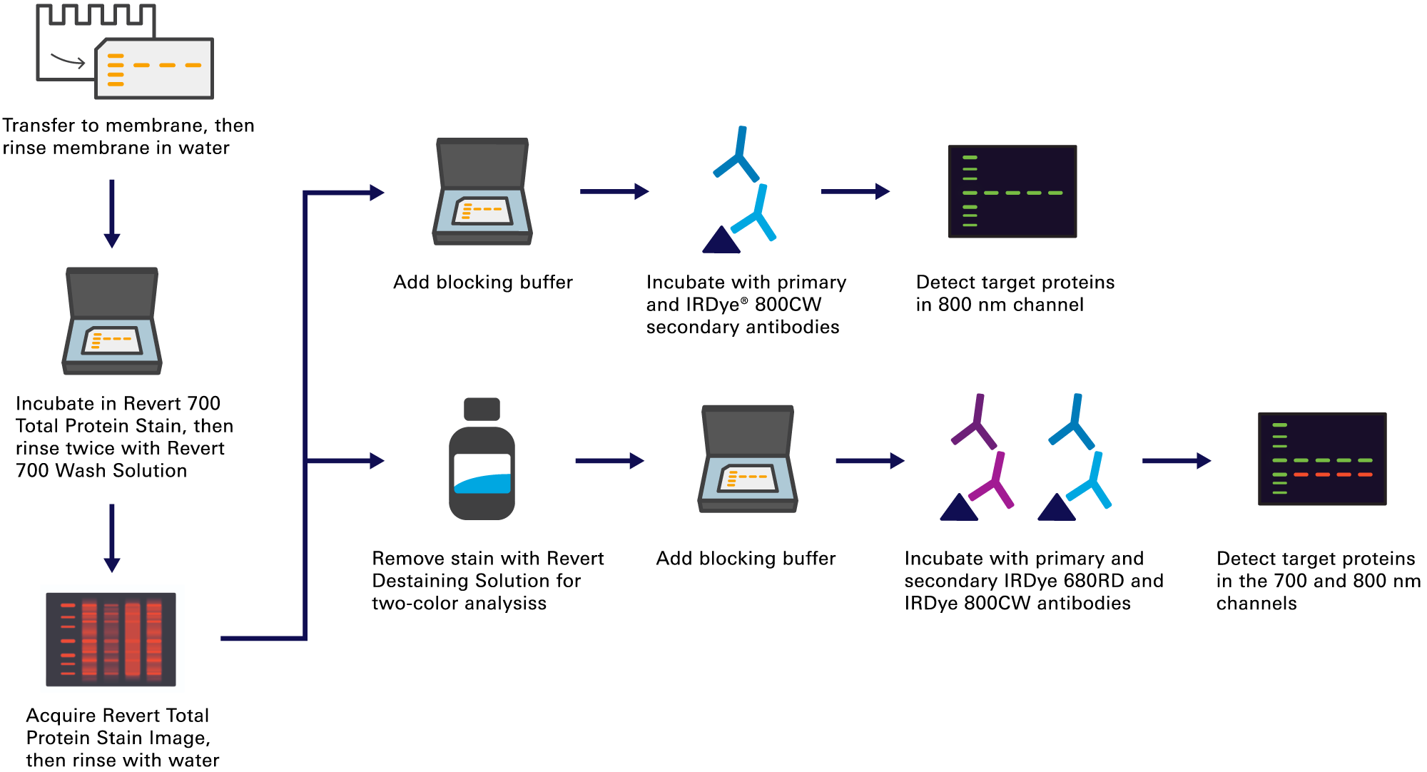 Revert Total Protein Stain for Accurate Western Normalization