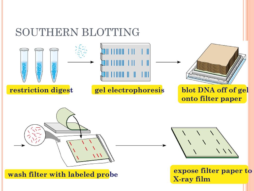 CHAPTER 20 PART 3: A LITTLE MORE ADVANCED BIOTECHNOLOGY TOOLS - ppt ...