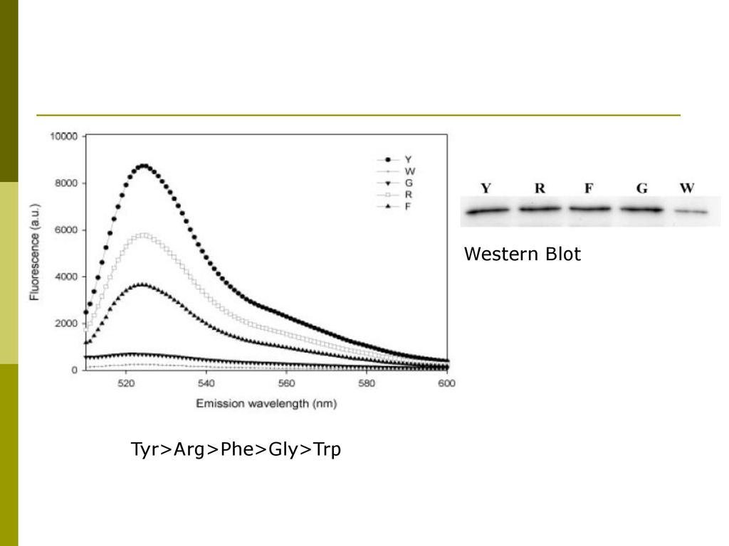 BIFC Bimolecular Fluorescence Complementation - ppt descargar