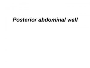 Posterior abdominal wall