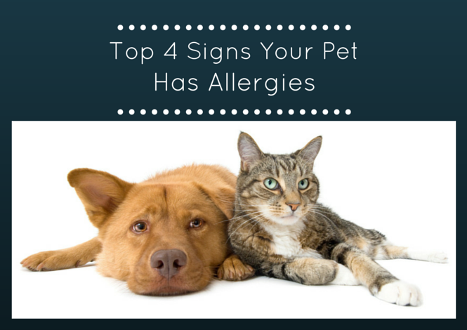 Top 4 Signs Your Pet Has Allergies - South Town Animal Hospital - South ...