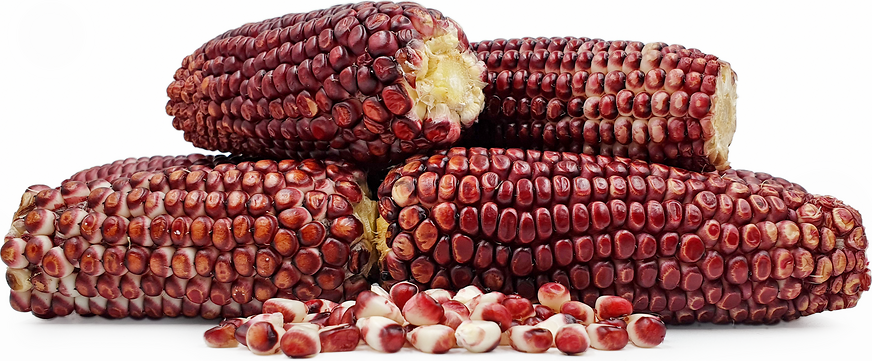 Jagung Manis Merah Corn picture