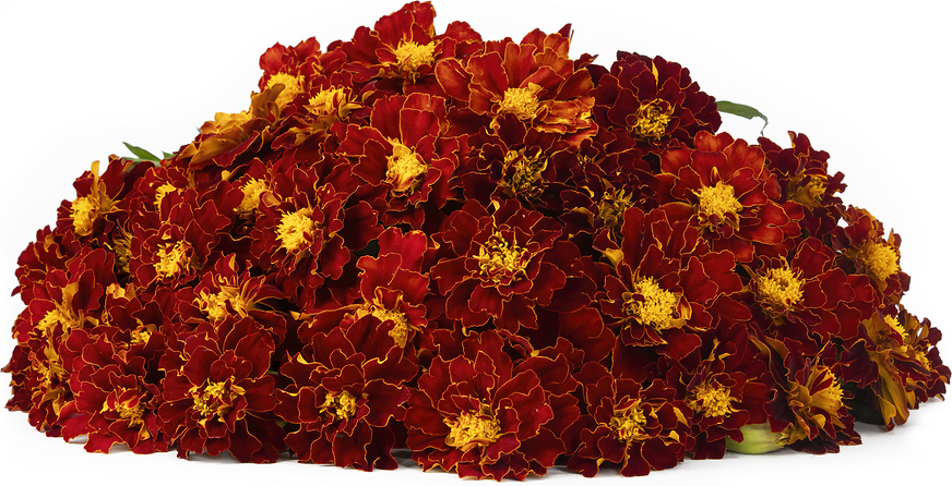 Red Gem Marigold Flowers picture