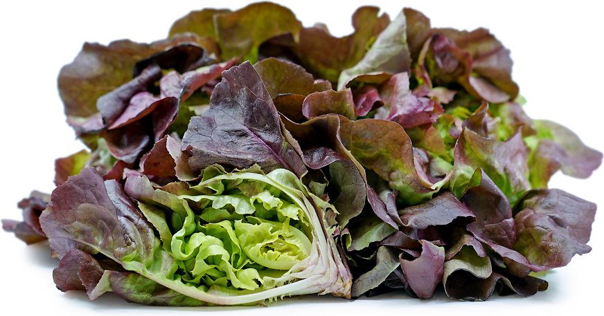 Red Boston Hydroponic Lettuce picture