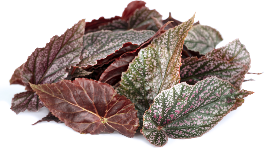 Begonia Angelwing Leaf picture