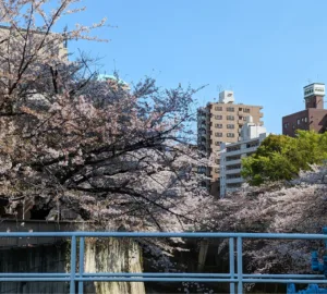 takadanobaba cherry blossoms brianna fox priest