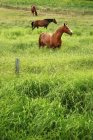 Horses In Tall Grass — Stock Photo