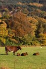 Cattle in meadow during autumn — Stock Photo