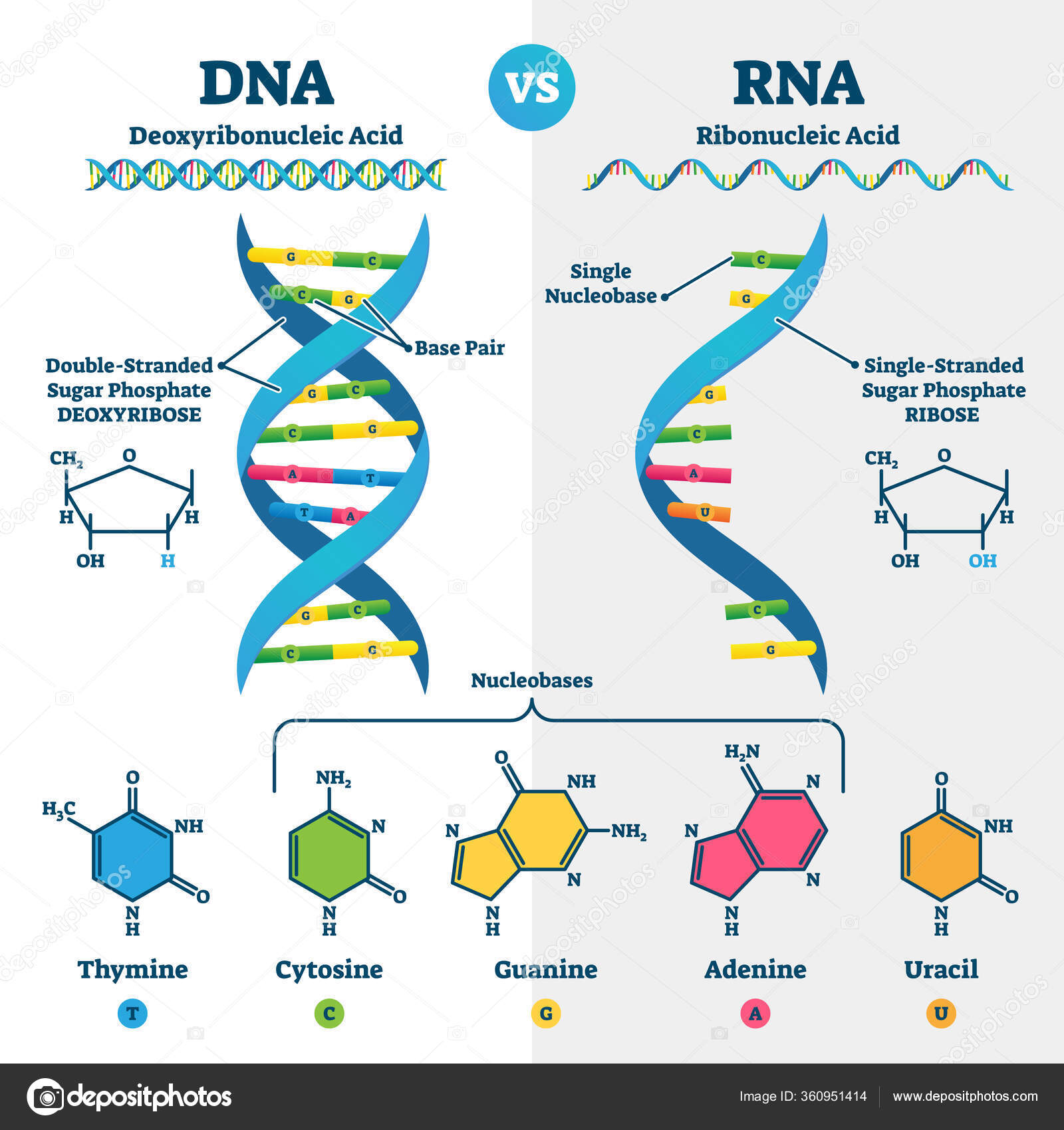 Dna Diagram Labeled