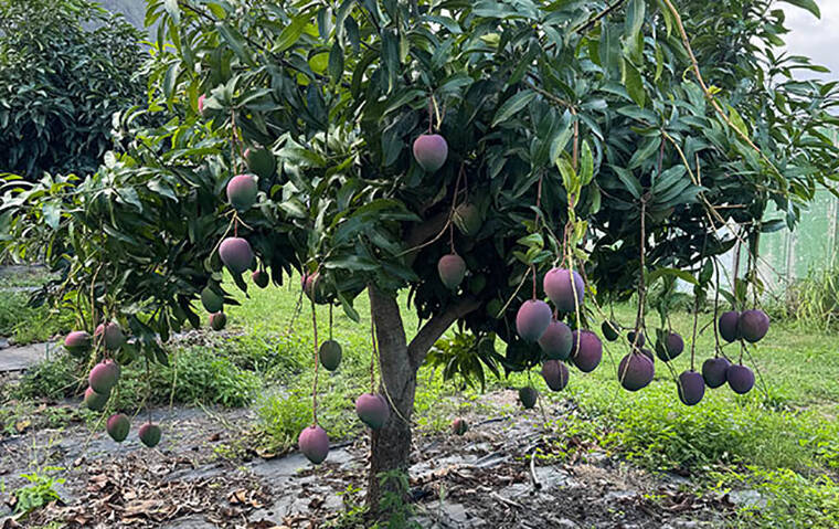 Kokua Line: Are flowering mango trees normal?