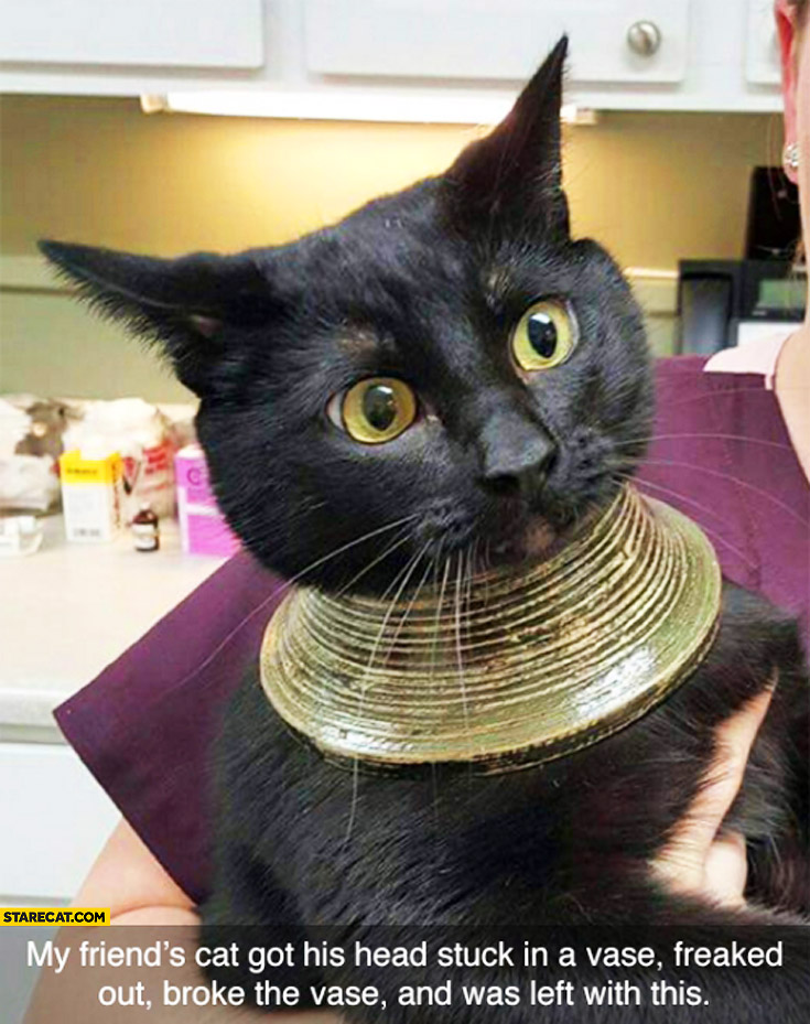 Cat got his head stuck in a vase, freaked out, broke the vase, was left with a collar