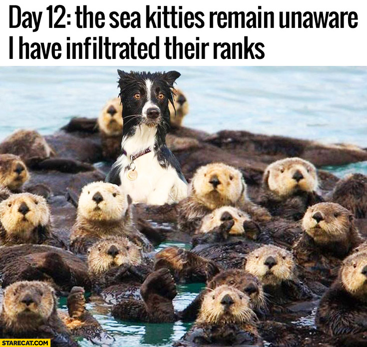 Day 12 the sea kitties remain unaware I have infiltrated their ranks dog otters