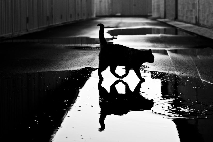 cat-black-and-white-photography-18