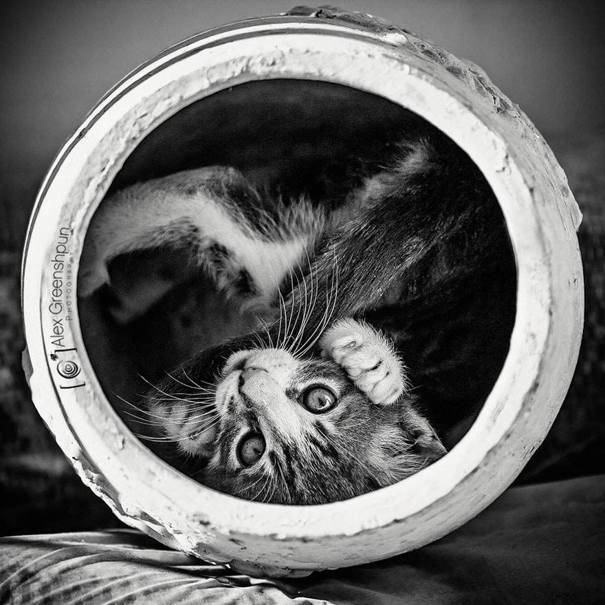 cat-black-and-white-photography-6