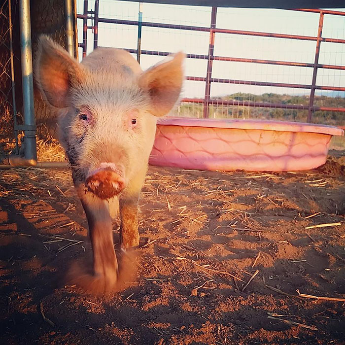 Dying Piglet Abandoned At Shelter Goes Through Miraculous Transformation