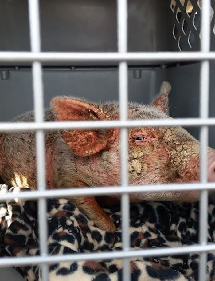 Dying Piglet Abandoned At Shelter Goes Through Miraculous Transformation