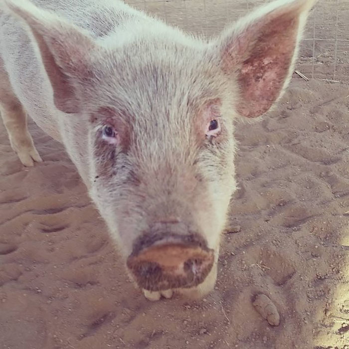 Dying Piglet Abandoned At Shelter Goes Through Miraculous Transformation