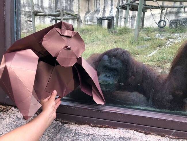 暑假福利 全台12歲以下兒童免費遊高雄壽山動物園 | 華視新聞