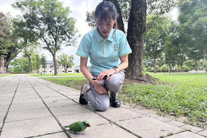 台南山上花園水道博物館五色鳥癱軟在地（1）