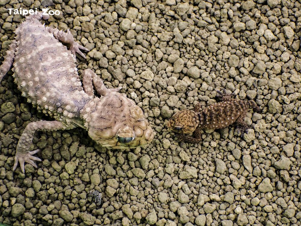 圖／動物園提供