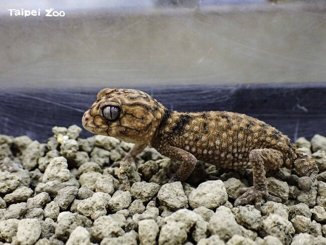 「小恐龍」繁殖成功 動物園揭「剪蛋」過程 | 華視新聞