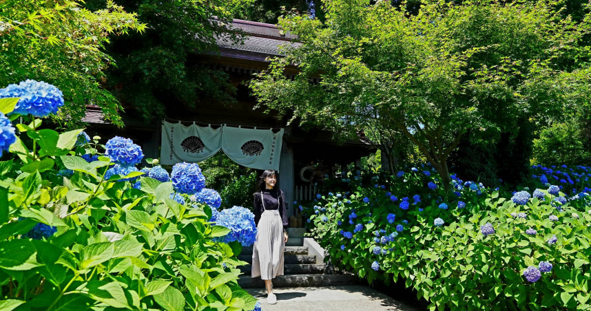 雲昌寺的紫陽花海被日本人譽為必看的世界絕景。（圖／魏妤靜攝，以下同）