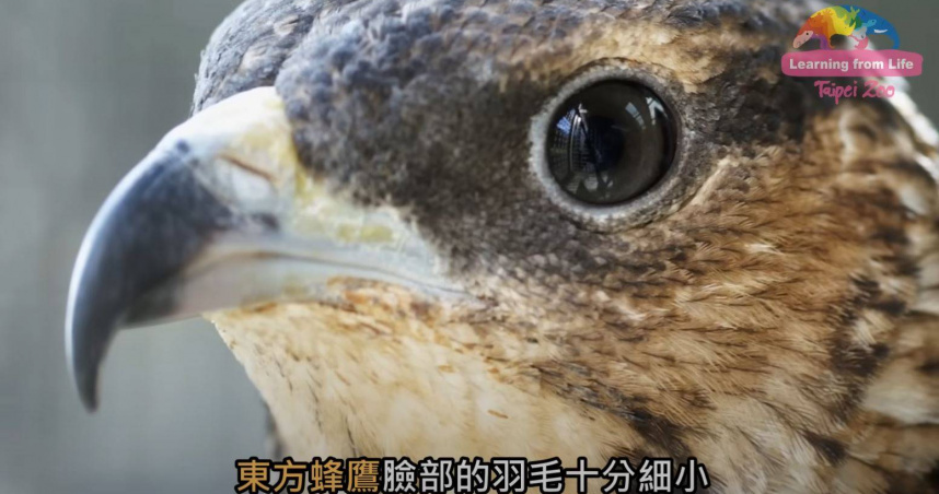 虎頭蜂的天敵東方蜂鷹。（圖／翻攝自YouTube／台北市立動物園）