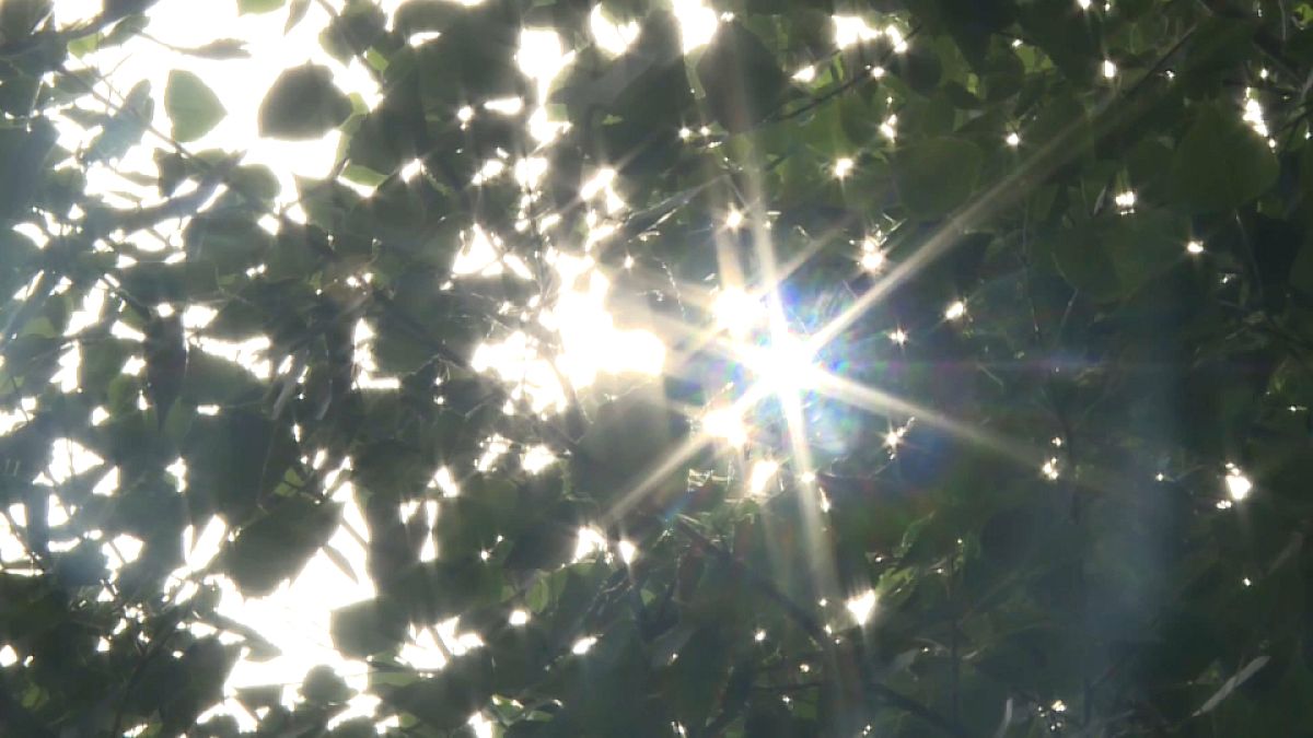 Dépolluer "la terre des feux" en Italie : quand les arbres viennent au secours de l'homme