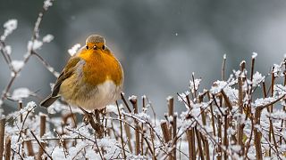 Unpredictable weather patterns are putting garden birds at risk. 