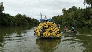 В венгерских реках ловят тонны пластикового мусора — он плывёт из Украины