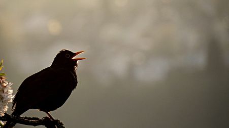 Sounds like birdsong have been enhancing music for a long time. 