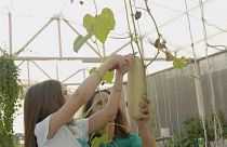 Farm to table initiatives blooming in Qatar