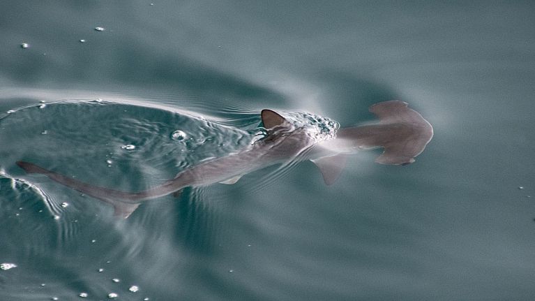 A juvenile smooth hammerhead shark seen in the Galápagos, Ecuador.