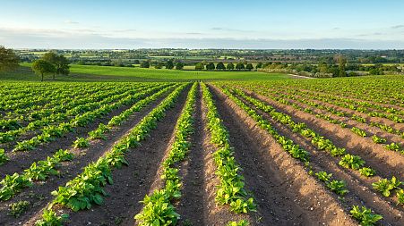 Soil bacteria could provide the cheap and clean energy needed to power farming technology.