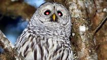 A barred owl is shown in the woods outside Philomath, Oregon, December 2017.