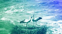 Two storks sit in their nest in the cliffs high above the Atlantic Ocean in Cabo Sardao, March 2024