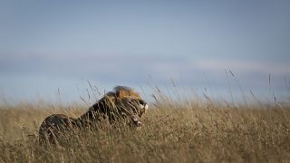 Ouganda : des lions traversent des rivières de crocodiles pour s'accoupler