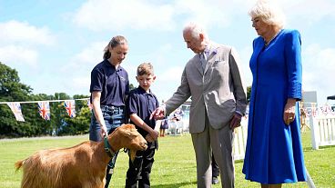 Britain's King Charles III, centre right, and Queen Camilla, right, view a rare Golden Guernsey Goats, in Saint Peter Port, Guernsey, Tuesday July 16, 2024.