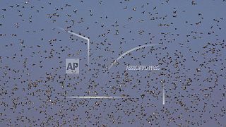 Swallows gather in their thousands in Cyprus