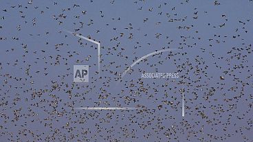 Swallows gather in their thousands in Cyprus