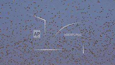 Swallows gather in their thousands in Cyprus