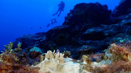 Bleached coral is visible at the Flower Garden Banks National Marine Sanctuary, off the coast of Galveston, Texas, in the Gulf of Mexico, Sept. 16, 2023. 