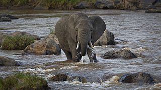 Des études révèlent l'intelligence communicationnelle des animaux