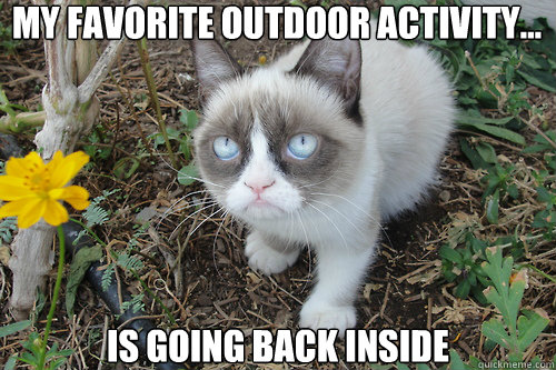 grumpy cat back inside